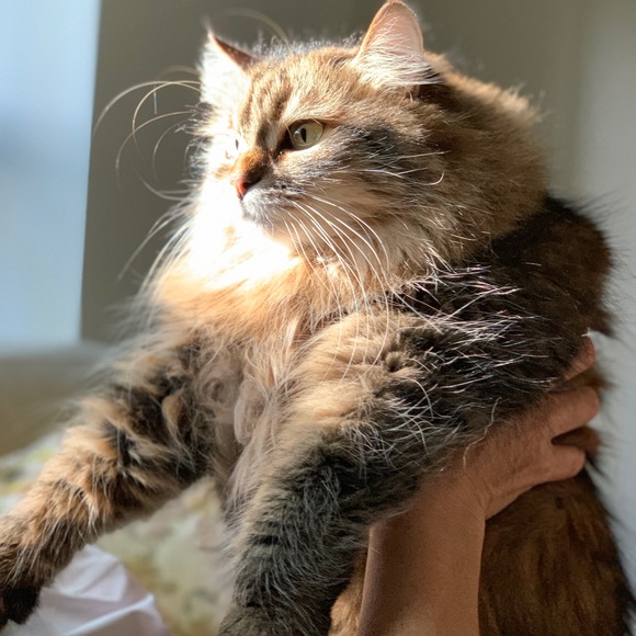 Meet your Posher, Svetlana - Picture 3 of 8